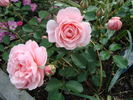 Aladdin Palace rose photo