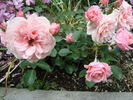 Aladdin Palace rose photo