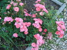 Atlanta rose photo