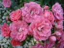 Atlanta rose photo