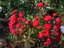 Red Triumph rose photo