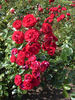 Red Triumph rose photo