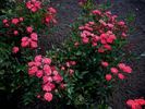 Cameo rose photo