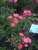 Cameo rose photo