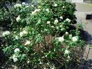 Yellow Romantica™ rose photo