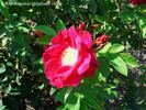 Red Rugostar ® rose photo