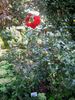 Gütersloh 85 rose photo