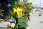 Goldrush rose photo