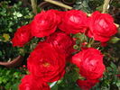 Fusilier rose photo