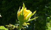 Goldrush rose photo