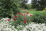 Kashmir rose photo