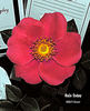 Halo Today rose photo