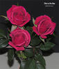 This Is The Day ™ rose photo