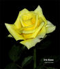Erin Alonso ™ rose photo