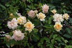 October Moon rose photo