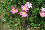 Lady Curzon rose photo
