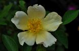 Wildflower rose photo