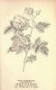 <i>Rosa borboniana</i> Desp. rose photo