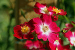 Proschwitzer Schlossrose rose photo