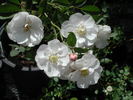 Ole rose photo