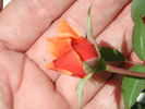 Indian Princess rose photo