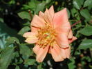 Indian Princess rose photo