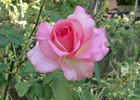 Mavrik rose photo