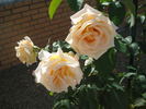 School Girl rose photo