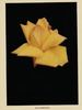 Elli Hartmann rose photo