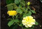 Goldrush rose photo
