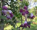 Pendragon clematis photo