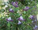 Pendragon clematis photo