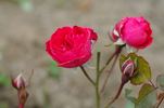 Floradora rose photo