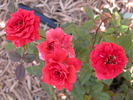 Ann Moore rose photo