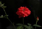 Ann Moore rose photo