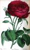Duchesse de Norfolk rose photo