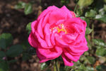 Catharina Klein rose photo