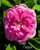 Ma Ponctuée rose photo