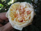 Dr. Félix Guyon rose photo