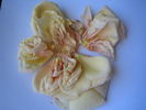 Dr. Félix Guyon rose photo