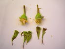 Dr. Félix Guyon rose photo