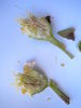 Dr. Félix Guyon rose photo
