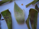Dr. Félix Guyon rose photo