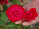 Samantha ® rose photo