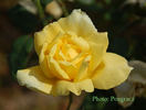 Gold Dot rose photo