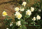 Gold Dot rose photo