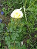 Hakuun rose photo