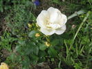 Hakuun rose photo