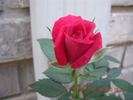 Sweet Harriette rose photo