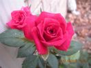 Sweet Harriette rose photo